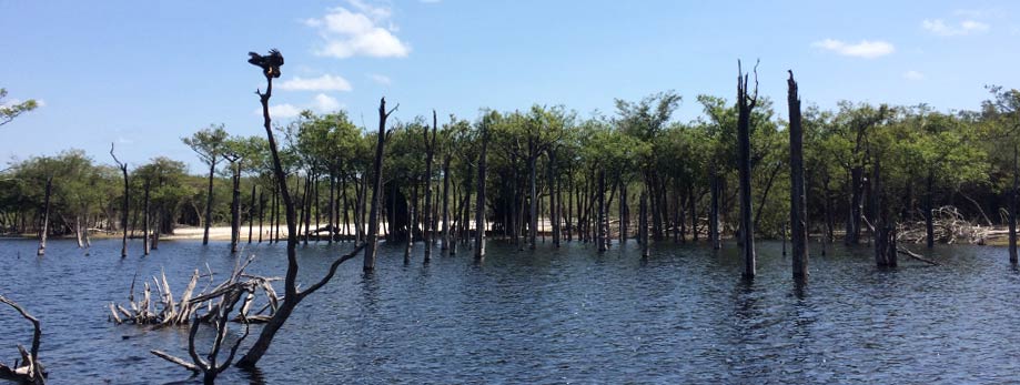 Contato direto com a natureza, lagos, rios, ressacas e muita fauna Amazônica diante dos seus olhos