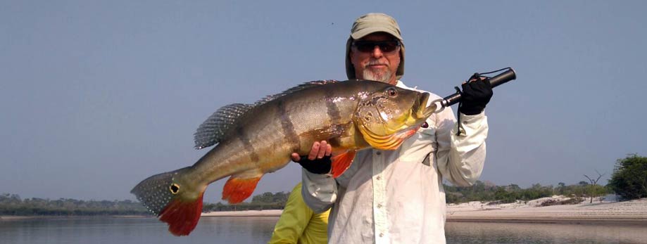 O tucunaré açu é o grande alvo de milhares de pescadores esportivos do mundo. Uma experiência fascinante e vivida apenas na Amazônia